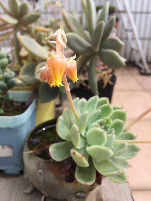 ECMO5GӦáҹͶЩҵ